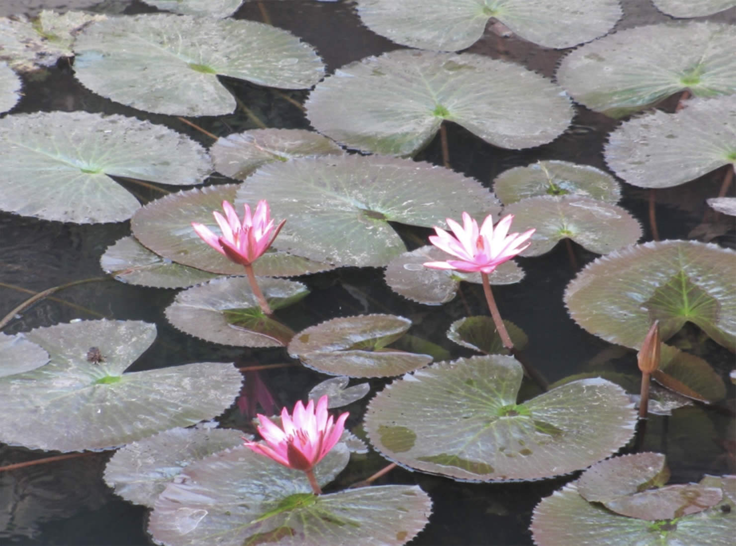 Local lotus growing in ponds near path in Mayapura